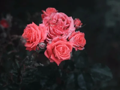 i (2)